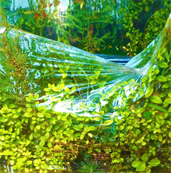 Living Walls